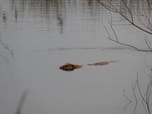 Schwimmender Elbebiber