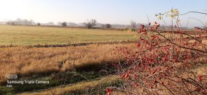 Feld mit Hagebuttenbusch